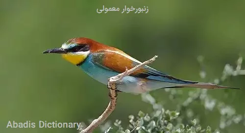 زنبورخوار معمولی